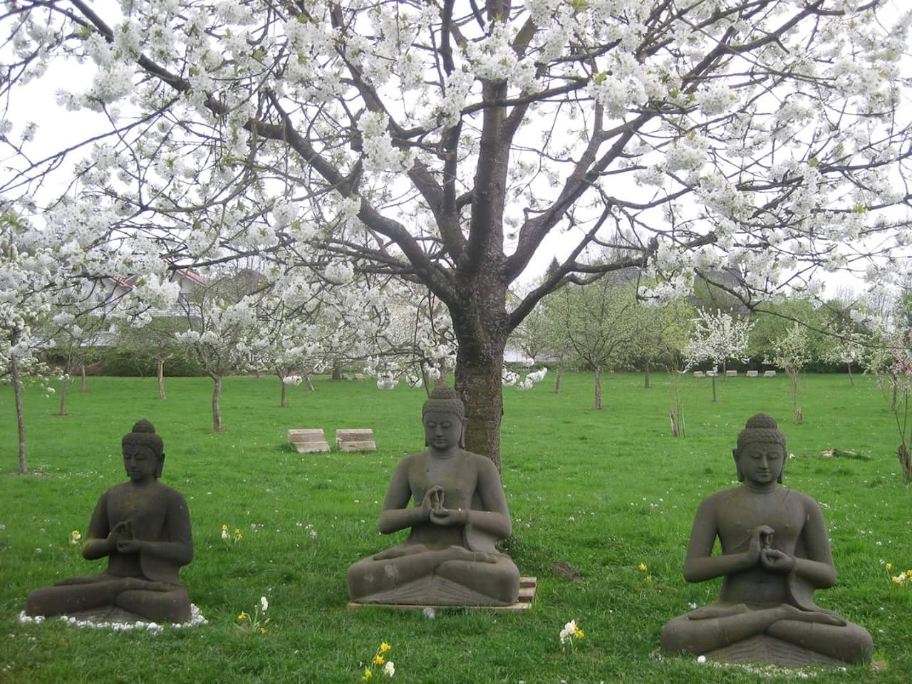Đạo Phật minh triết vi diệu, nhưng cũng gần gũi thực tiễn và ứng dụng đem lại lợi ích 